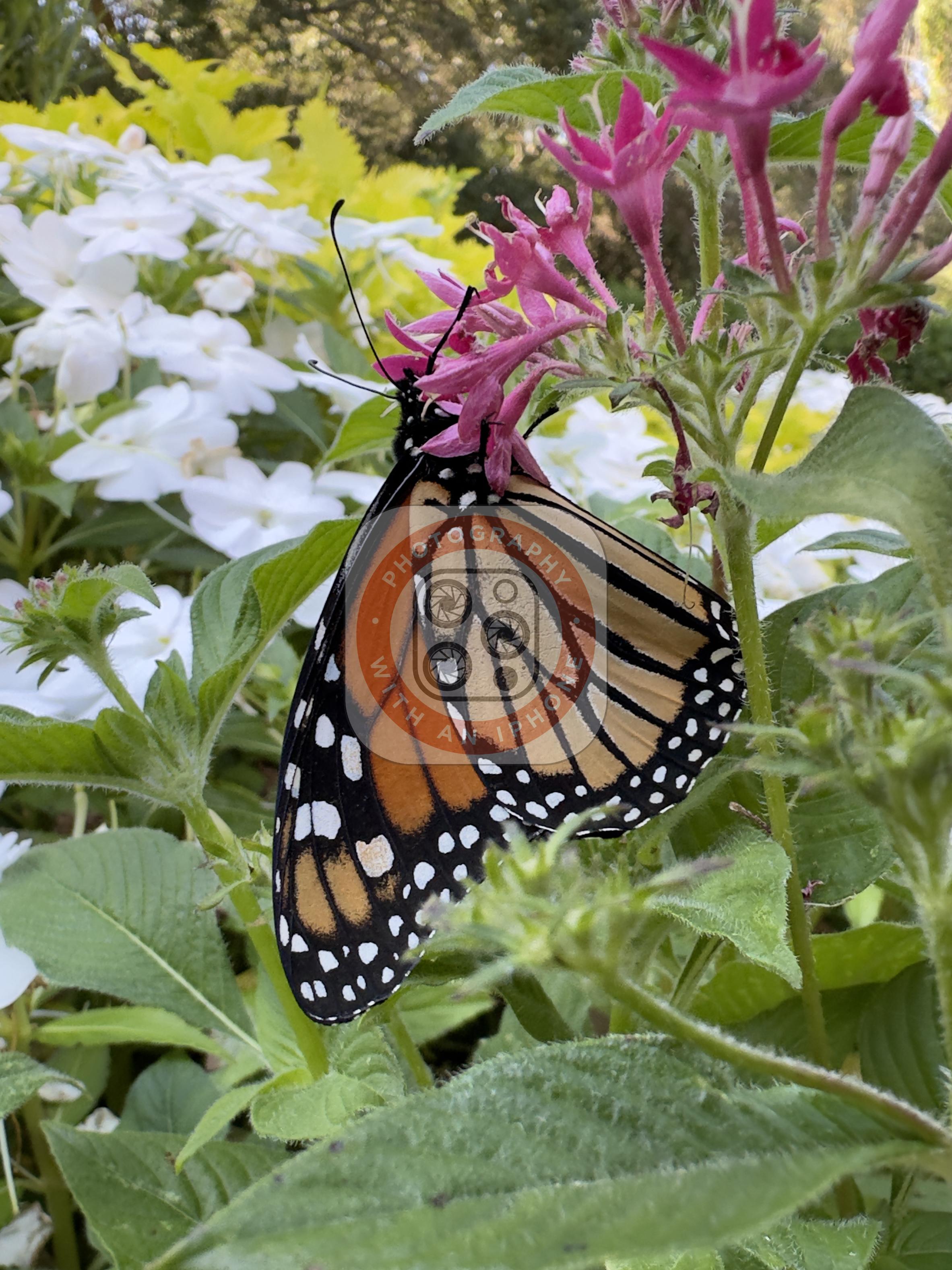 image of a butterfly